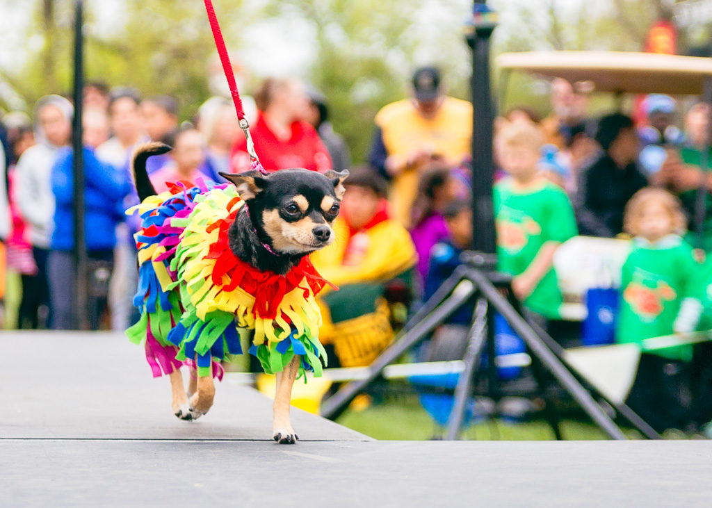 Fiesta dog outlet costume